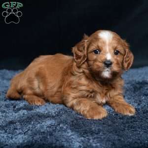 Kassidy, Cavapoo Puppy